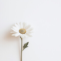 Obraz premium isolated daisy on white background