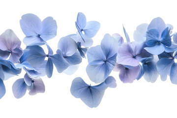 Fototapeta premium Purple floral bloom isolated on white background