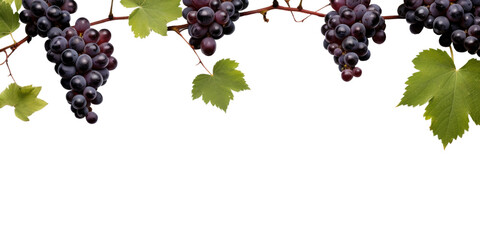 PNG Grapes and leaves border fruit plant food.