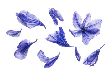 Colorful butterfly vector illustration set for spring and summer design