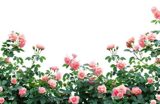PNG Blooming pink roses garden