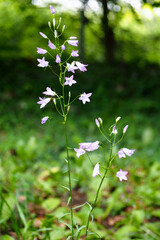 bellflower flowers grow on green background of greenery in forest. nature forest