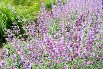 Obraz premium Catnip fassenii. many small purple flowers that are used in medicinal medicine
