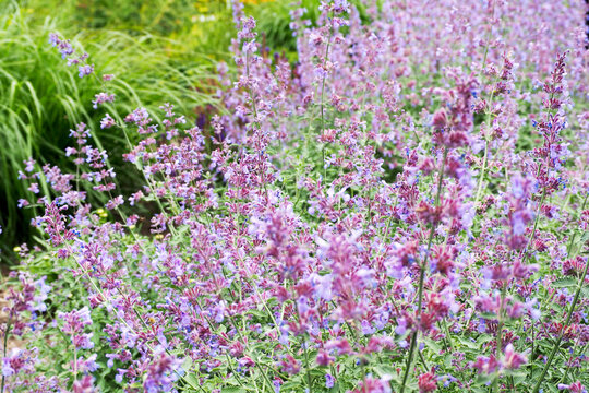 Catnip fassenii. many small purple flowers that are used in medicinal medicine