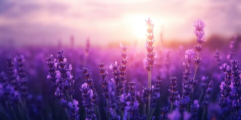 A serene lavender field basking in the golden glow of sunset, showcasing vibrant purple blooms against a colorful sky.