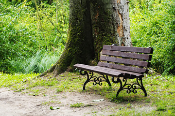 Wooden old bench stands near wide big tree with moss among park forest. side view. copy space. walk.