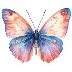 cute Butterfly watercolor clipart illustration isolated