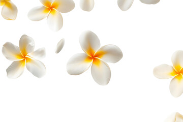 Naklejka premium frangipani flower isolated on white