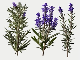 Fototapeta premium Here’s a revised and extended version of your title: