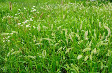 강아지풀 우거진 풀숲