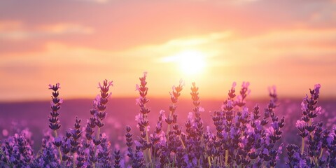 Naklejka premium Breathtaking lavender field under a soft sunset, showcasing nature's beauty and calmness with vibrant colors and peaceful ambiance.