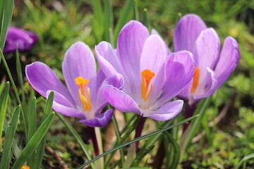 Soft pink crocuses in spring sunlight