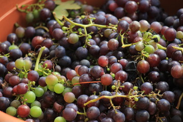 Grapes