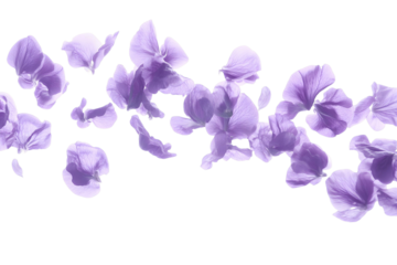 flowers isolated on transparent background