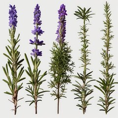 "Vintage-Inspired Floral Seamless Pattern Featuring Spruce Branches, Pine Cones, and Botanical Illustrations in Color Pencil. Perfect for Bedding, Fabrics, Clothing, Wallpaper, and Wrapping Paper Desi