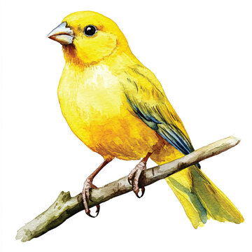 recommend clip art: cute Canary Bird watercolor clipart illustration isolated