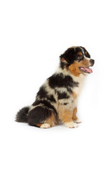 Obraz premium puppy American shepherd sitting on white background 