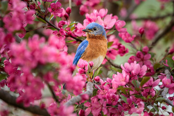 Male Eastern Bluebird surrounded by vivid pink Crabapple Blossoms on a Spring Day.
