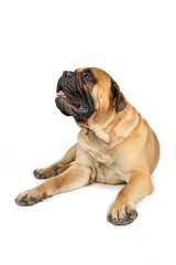 lying big  bullmastiff dog isolated on white 