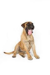 Obraz premium young bullmastiff sitting with tongue out isolated on white background 