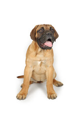 Obraz premium young bullmastiff sitting with tongue out isolated on white background 