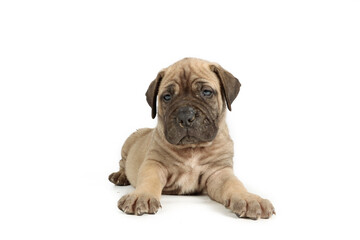 bullmastiff puppy isolated on white background 