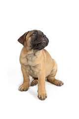 bullmastiff puppy isolated on white background 