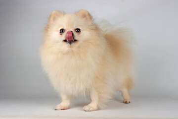 white Pomeranian spitz on studio 