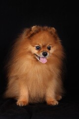 Pomeranian spitz on black background 