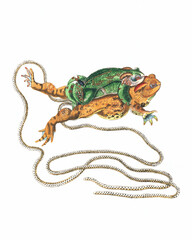 Frog Illustration. Digital watercolor of amphibians engaged in mating behavior, isolated on a white background.