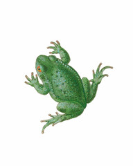 Frog Illustration. Digital watercolor of amphibians, isolated on a white background.