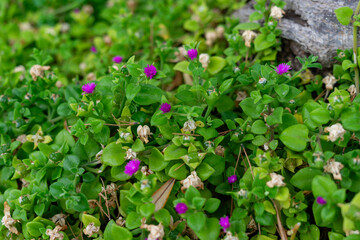 pink and white flowers