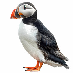 Naklejka premium magnificent realistic Puffin on white background
