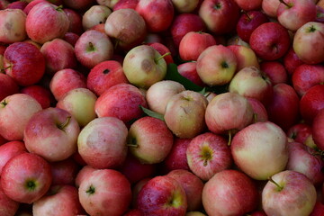 Rote Äpfel nach der Ernte