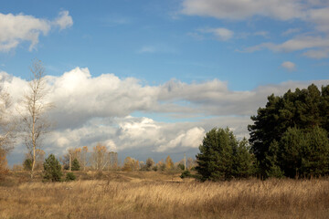 forest and sky