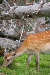 バナナを食べてるシカ
