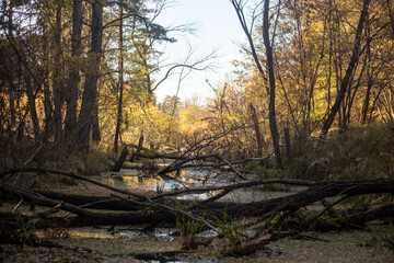 autumn forest with colorful leaves