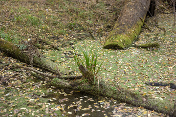 autumn forest with colorful leaves