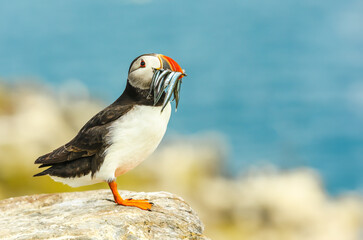 Puffin, Scientific name: Fratercula arctica. Atlantic puffin with a beak full of sand eels,  facing...