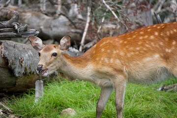 バナナを食べてるシカ