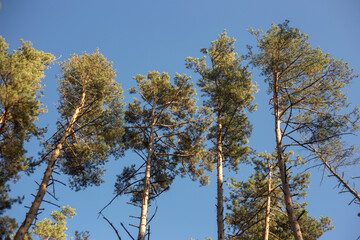 autumn leaves on a branch in the forest