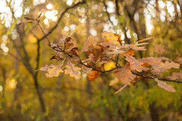 autumn leaves on a branch in the forest.