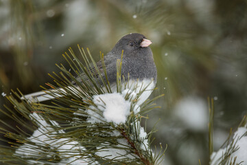 A little Dark Eyed Junco perches in a snowy Pine Tree surrounded by falling snowflakes.
