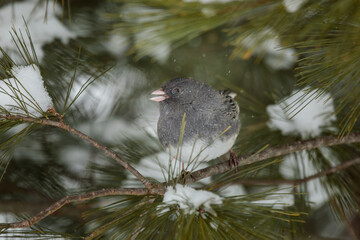 A little Dark Eyed Junco perches in a snowy Pine Tree surrounded by falling snowflakes.