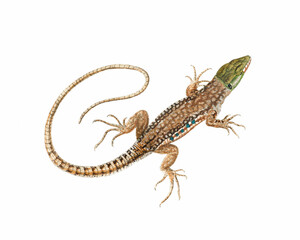 Lizard Illustration. Digital watercolor of reptiles, isolated on a white background.