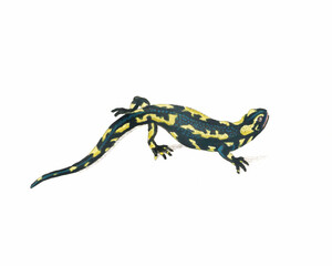 Salamander Illustration. Digital watercolor of amphibians, isolated on a white background.