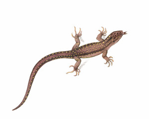 Naklejka premium Lizard Illustration. Digital watercolor of reptiles, isolated on a white background.