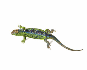 Lizard Illustration. Digital watercolor of reptiles, isolated on a white background.