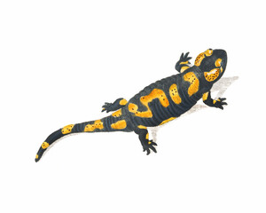 Salamander Illustration. Digital watercolor of amphibians, isolated on a white background.