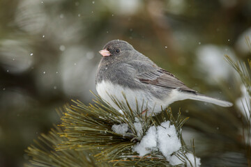 A little Dark Eyed Junco perches in a snowy Pine Tree surrounded by falling snowflakes.